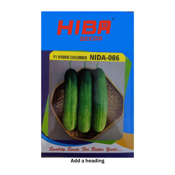 Premium Cucumber Seeds – Nutritious & Crunchy Snack