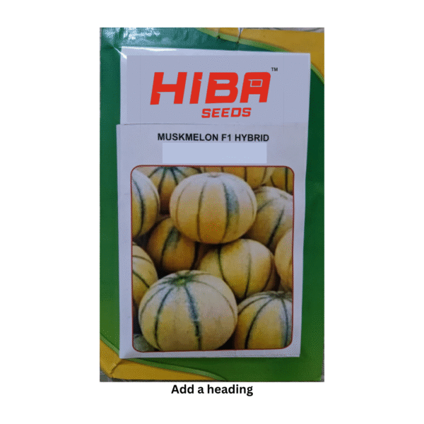 Premium Musk Melon Seeds – Healthy & Crunchy Superfood