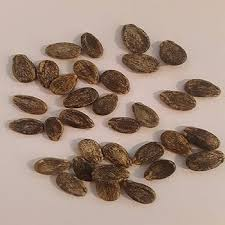 Heirloom Watermelon Seeds – Traditional, Open-Pollinated Variety