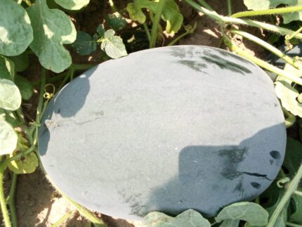 Best Quality Watermelon Seeds 1000gram